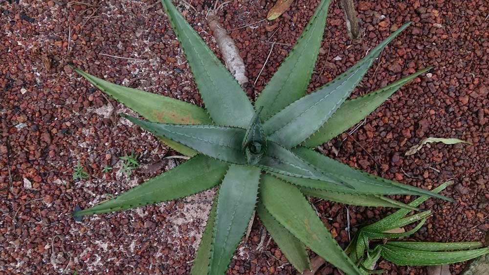 Aloe Ferox Aloe Ferox